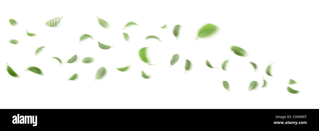 Schwimmende Blätter auf weißem Hintergrund Stockfoto