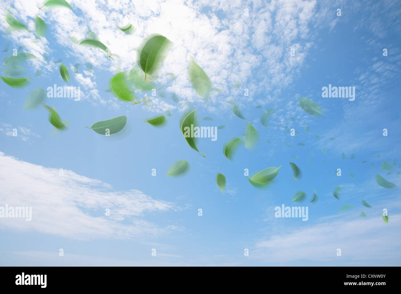 Schwimmende Blätter gegen blauen Wolkenhimmel Stockfoto