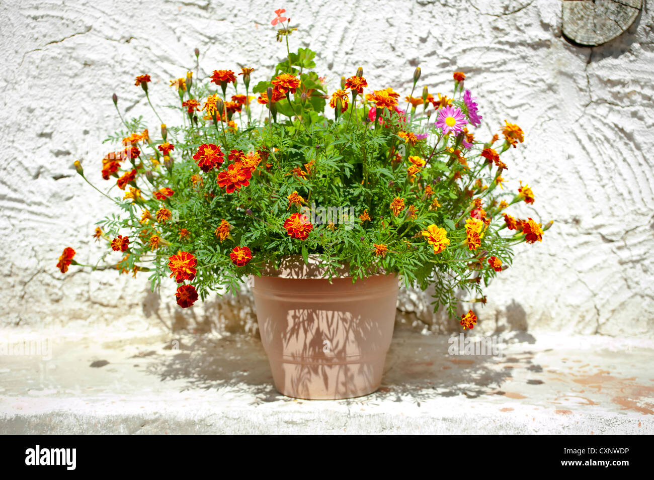 Garten Blumentopf mit wachsender Tagetes (französische Ringelblumen) steht im Freien in der Nähe von Hauswand im village Stockfoto