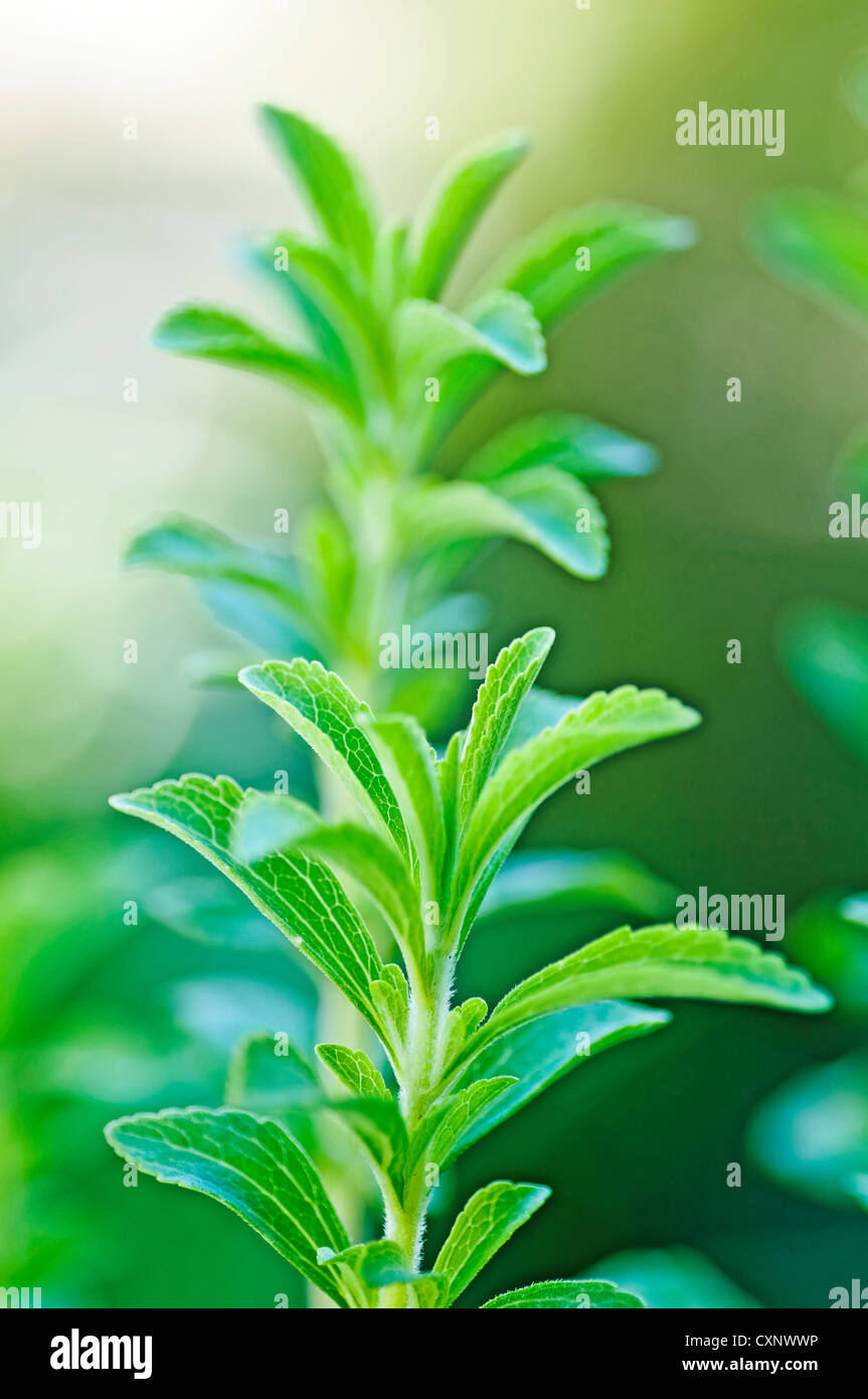 Stevia Rebaudiana pflanzliche Unterstützung für Zucker mit Null Kalorien Stockfoto