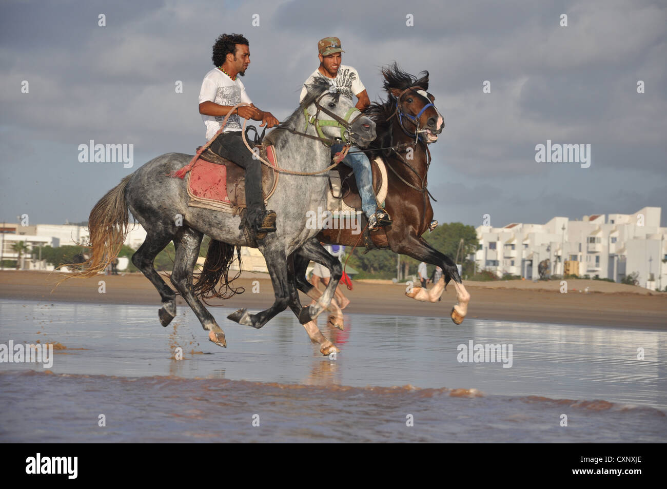Arabische Pferde geritten im Meer Stockfoto