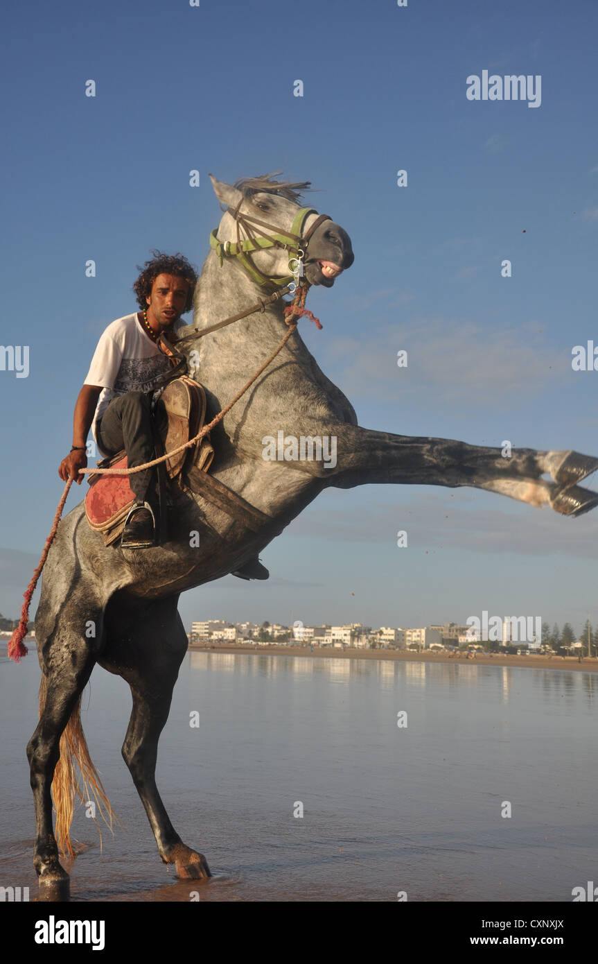 Arabische Pferd Aufzucht im Wasser Stockfoto