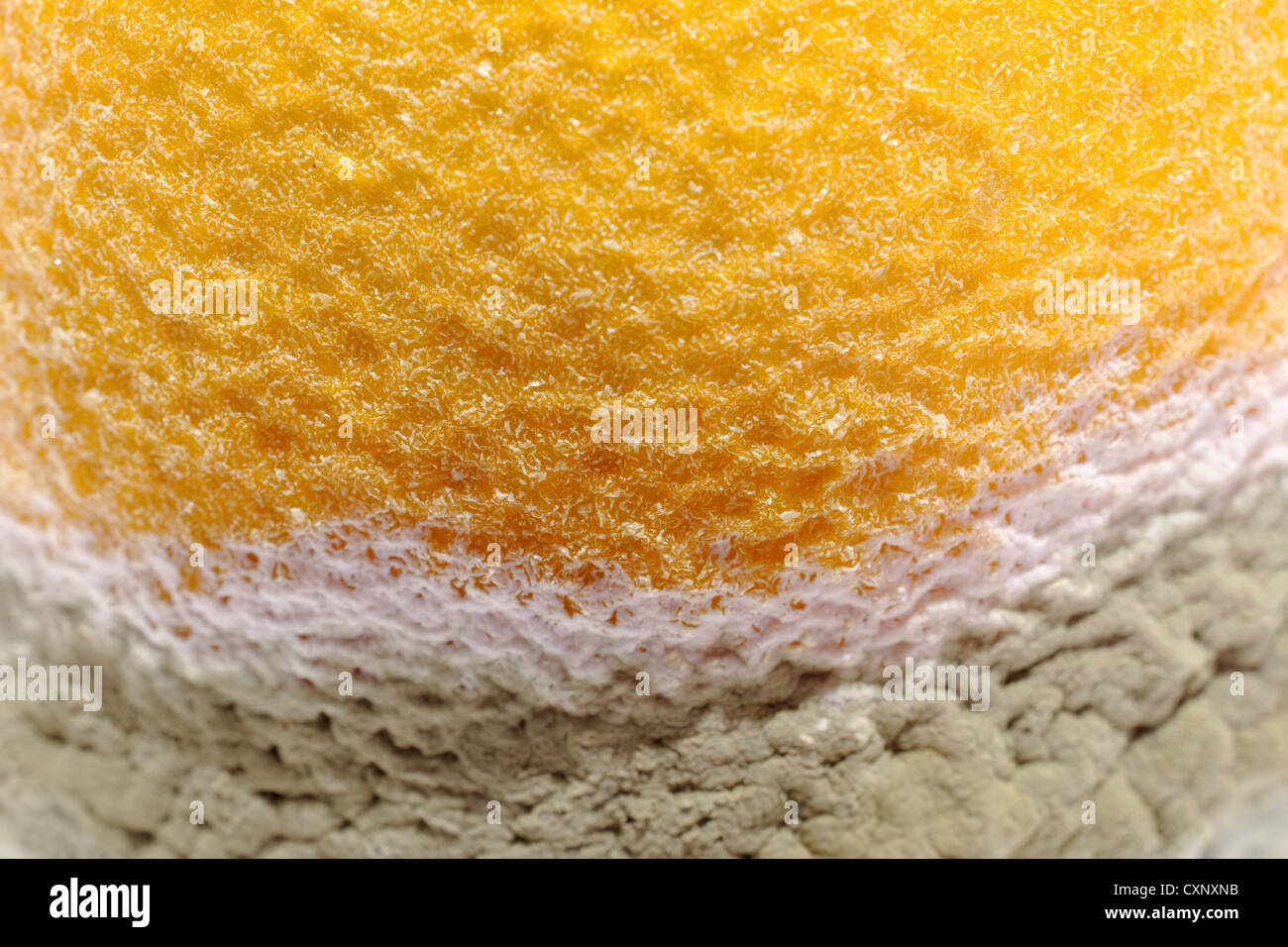 Einige Penicillium und Aspergillus Schimmel auf Zitrone Obst. Stockfoto