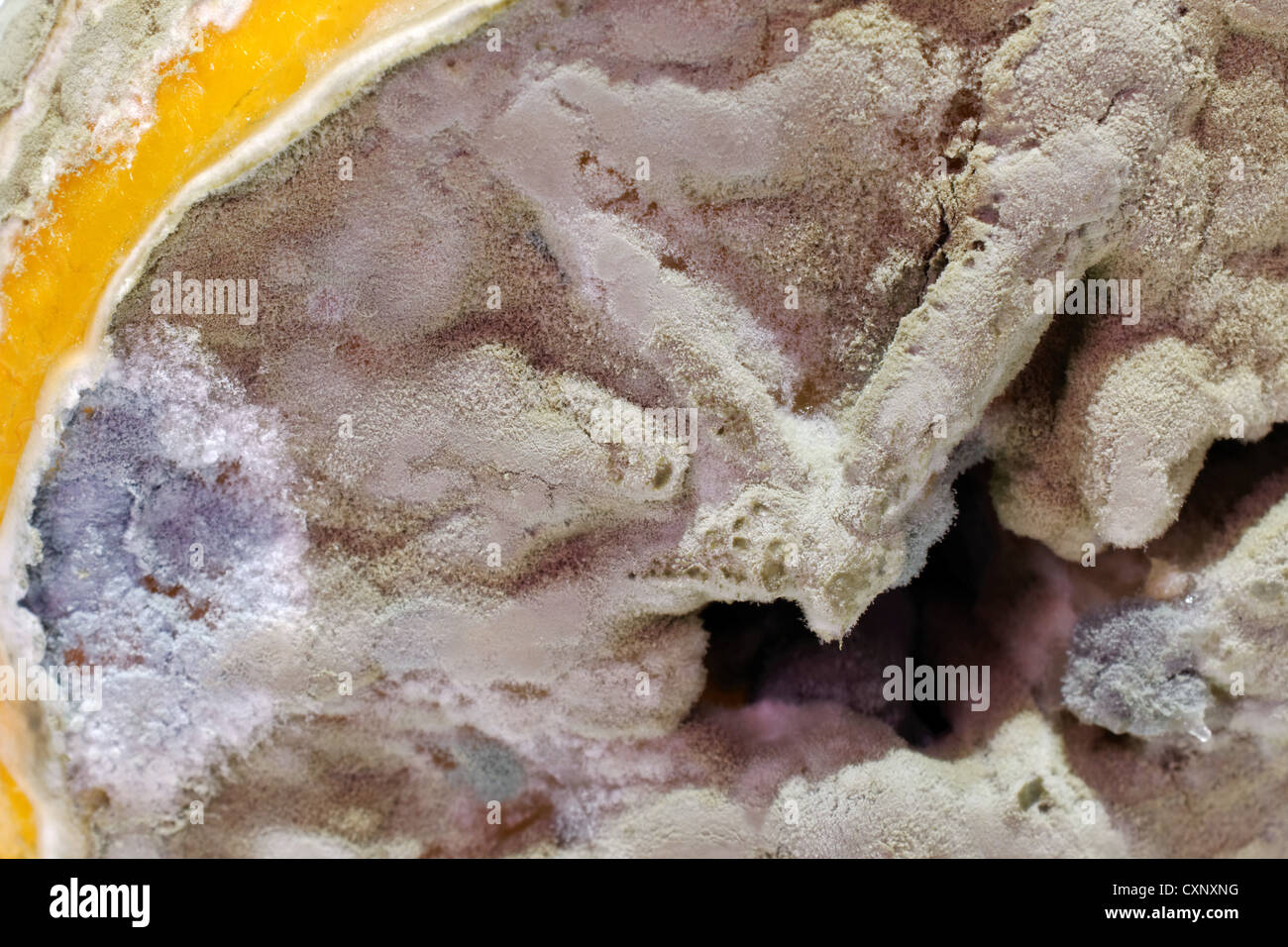 Einige Penicillium und Aspergillus Schimmel auf Zitrone Obst. Stockfoto