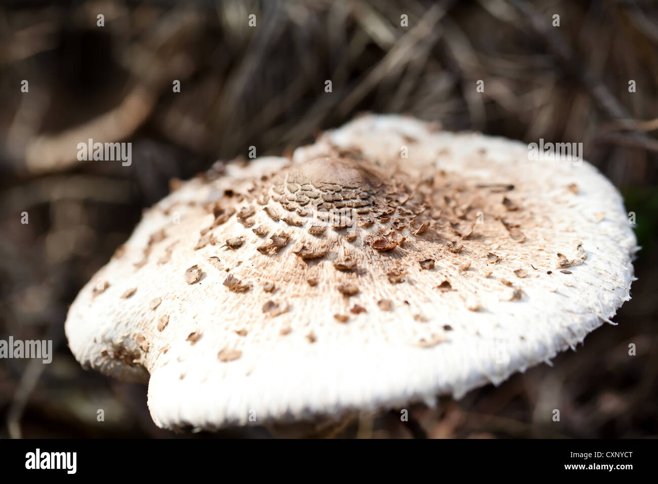 Brown spotted vergiften Fliegenpilz im herbstlichen Wald Stockfoto