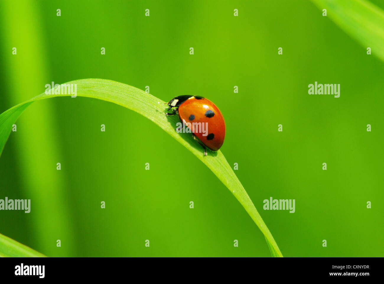 rote Marienkäfer auf dem grünen Rasen, isoliert auf weiss Stockfoto
