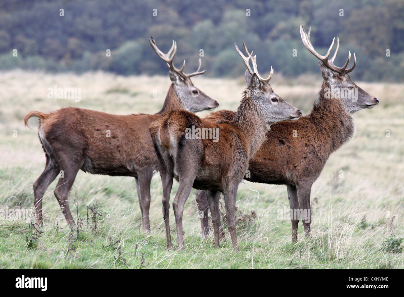 Drei junge rote Hirsche im Lyme Park, Cheshire, UK Stockfoto