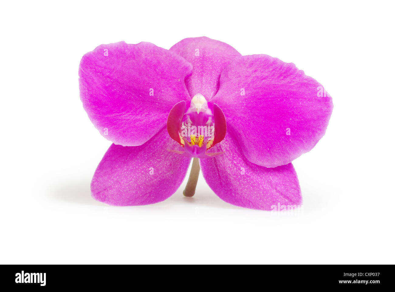 rosa Blume der Orchideen isoliert auf weiss Stockfoto