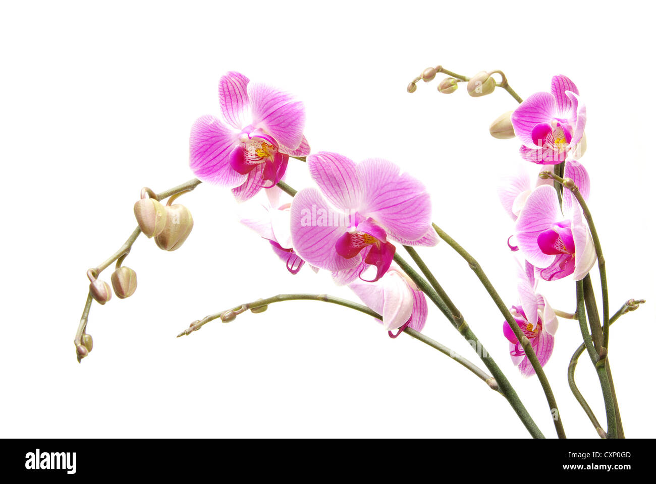 Rosa Orchidee isoliert auf weißem Hintergrund Stockfoto