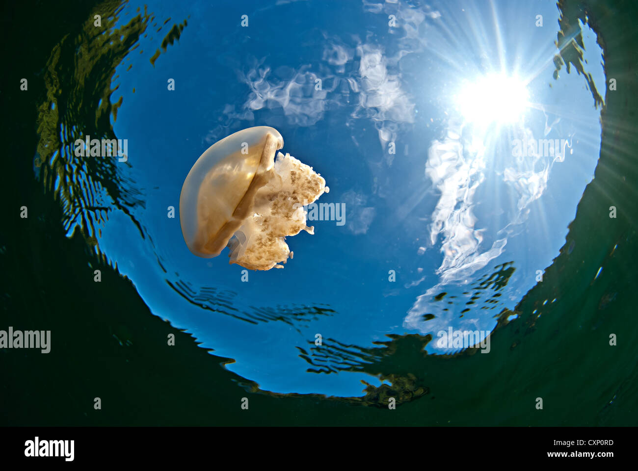 Jellyfish Lake, Palau Stockfoto