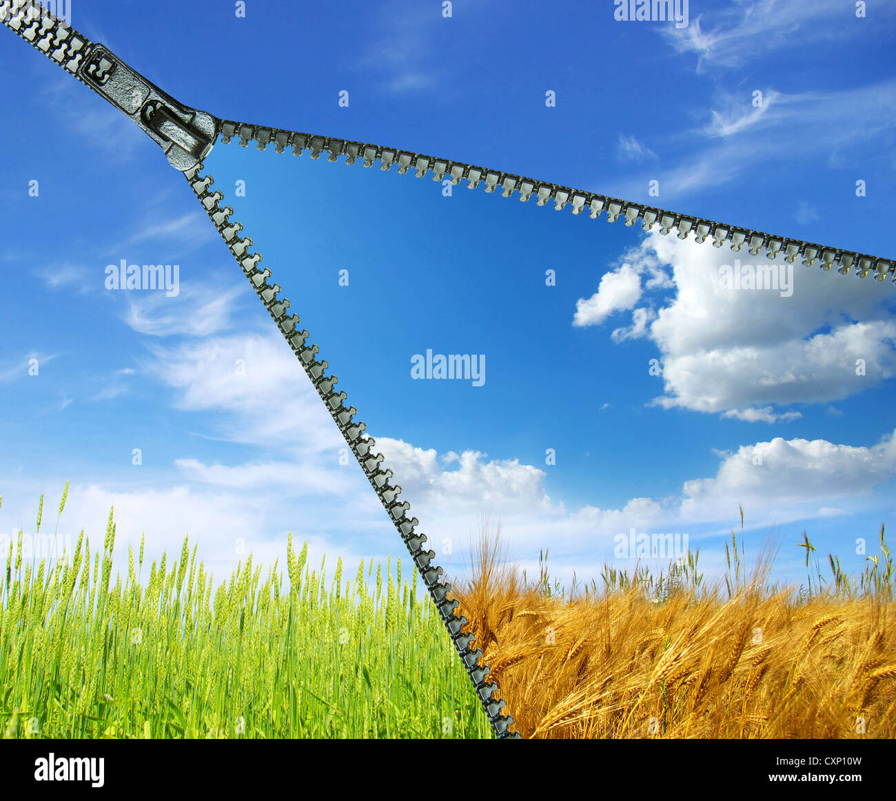 Frühsommer-Mais mit einem blauen Himmelshintergrund Stockfoto