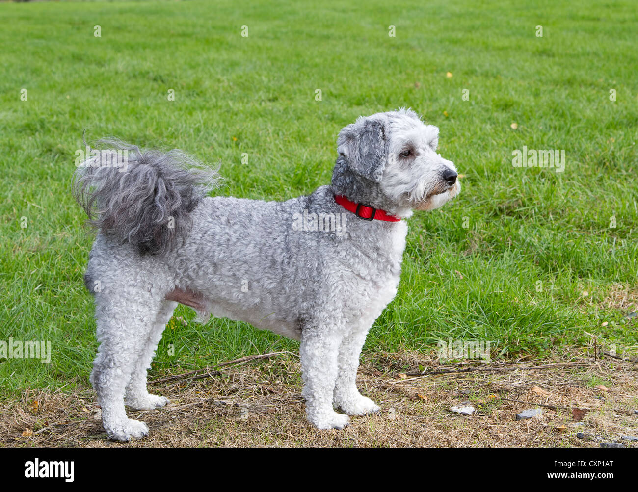 Bichon Frise Pudel Kreuz Rasse auf der ständigen Suche Stockfoto