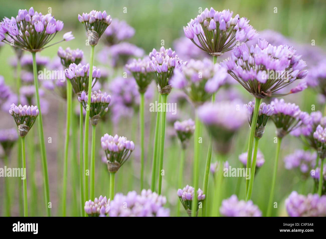Gruppe von lila Allium Blütenköpfe Stockfoto