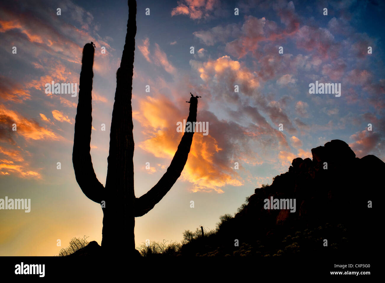 Saguaro-Kaktus und Sonnenuntergang-Wolken. Sonora-Wüste in Arizona Stockfoto