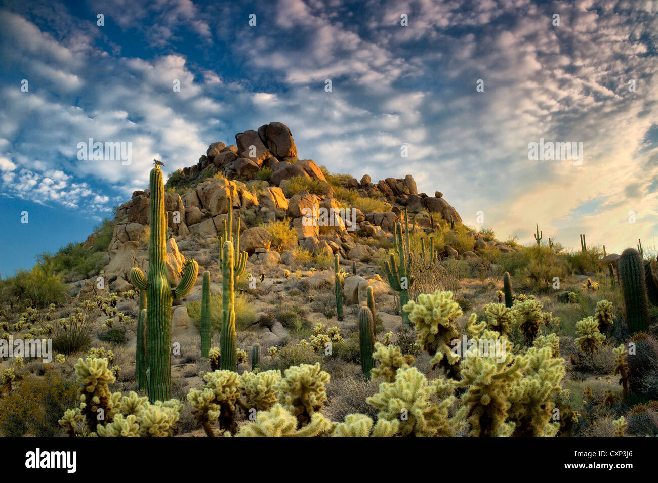 Saguaro und Cholla Cactus bei Sonnenuntergang. Sonora-Wüste in Arizona Stockfoto