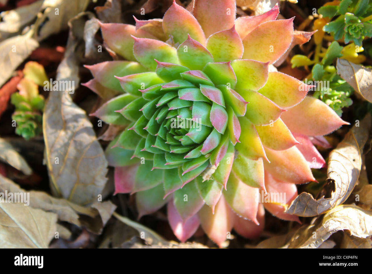 Regenbogen farbige Rosette Rubra Ray Sempervivum sukkulenten Pflanzen  Stockfotografie - Alamy