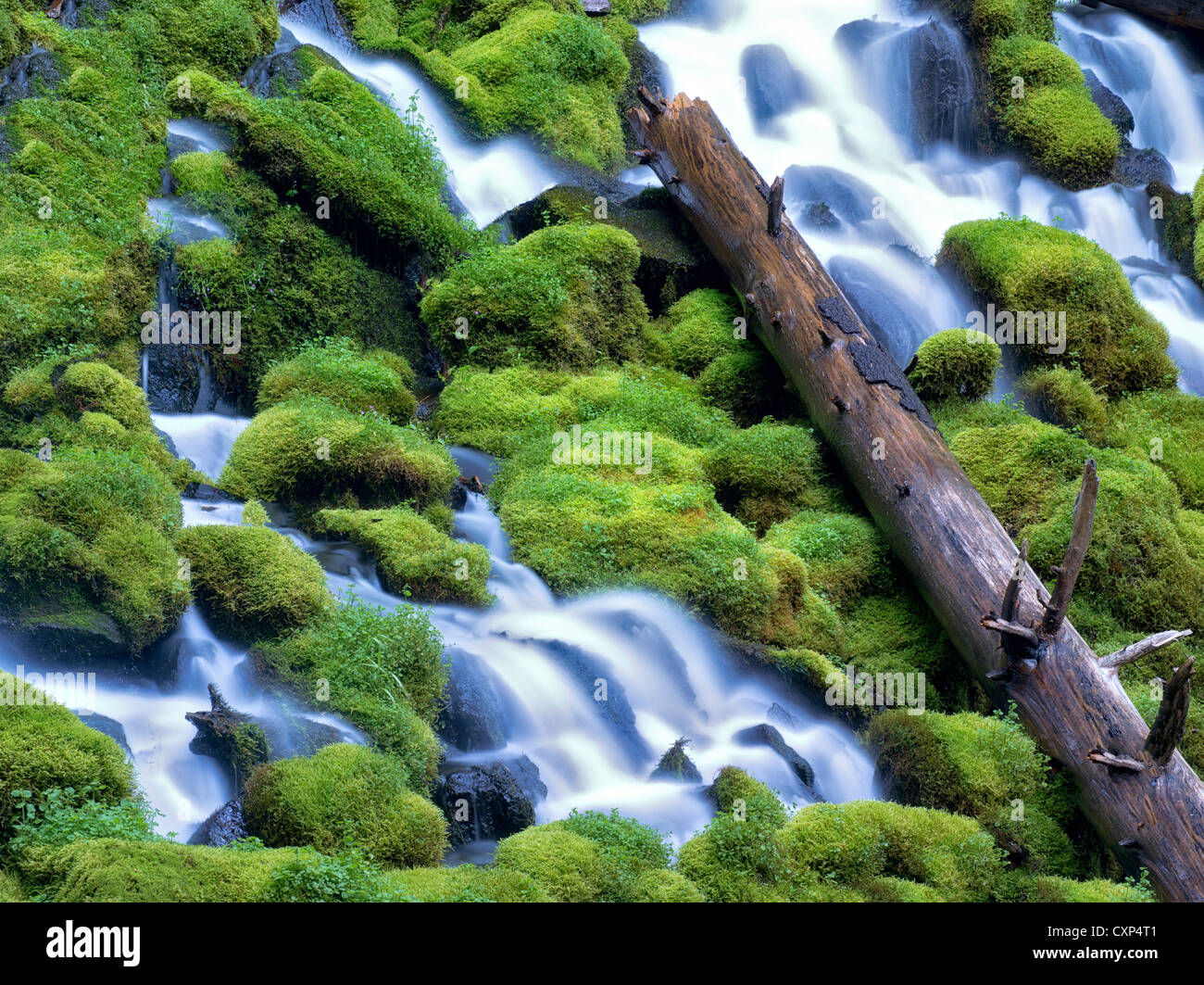 Clearwater fällt. Umpqua National Forest, Oregon Stockfoto