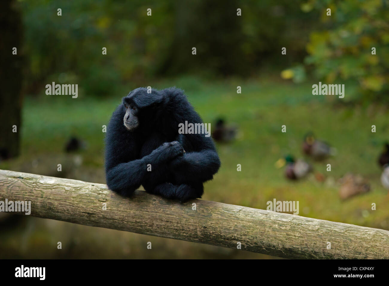 Siamang Gibbon sitzend auf Baumstamm Stockfoto