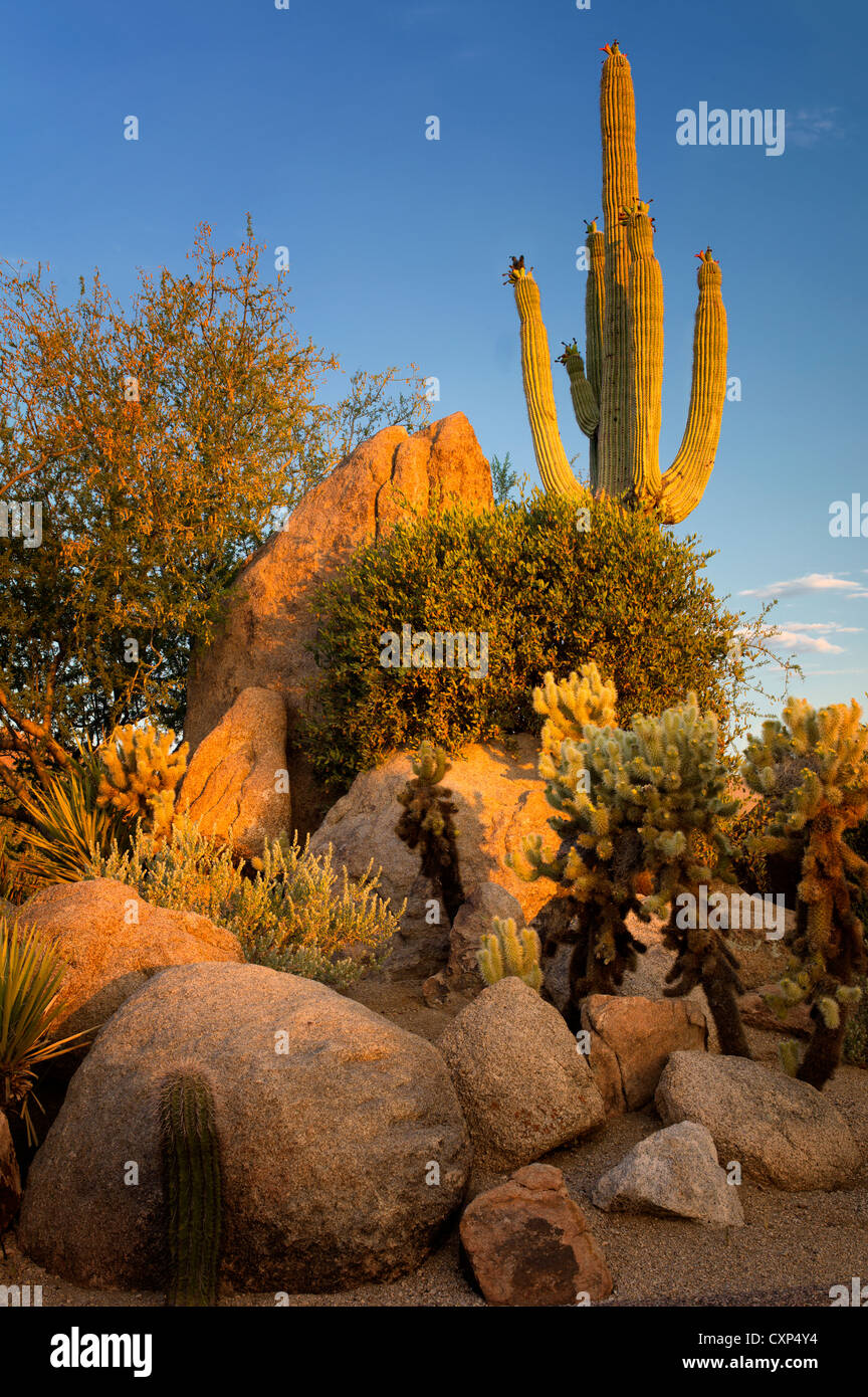 Kakteengarten. Sonora-Wüste. Arizona Stockfoto