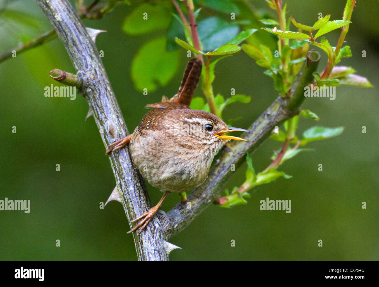 Eurasische Zaunkönig (Troglodytes Troglodytes) thront in Busch und Berufung, Belgien Stockfoto