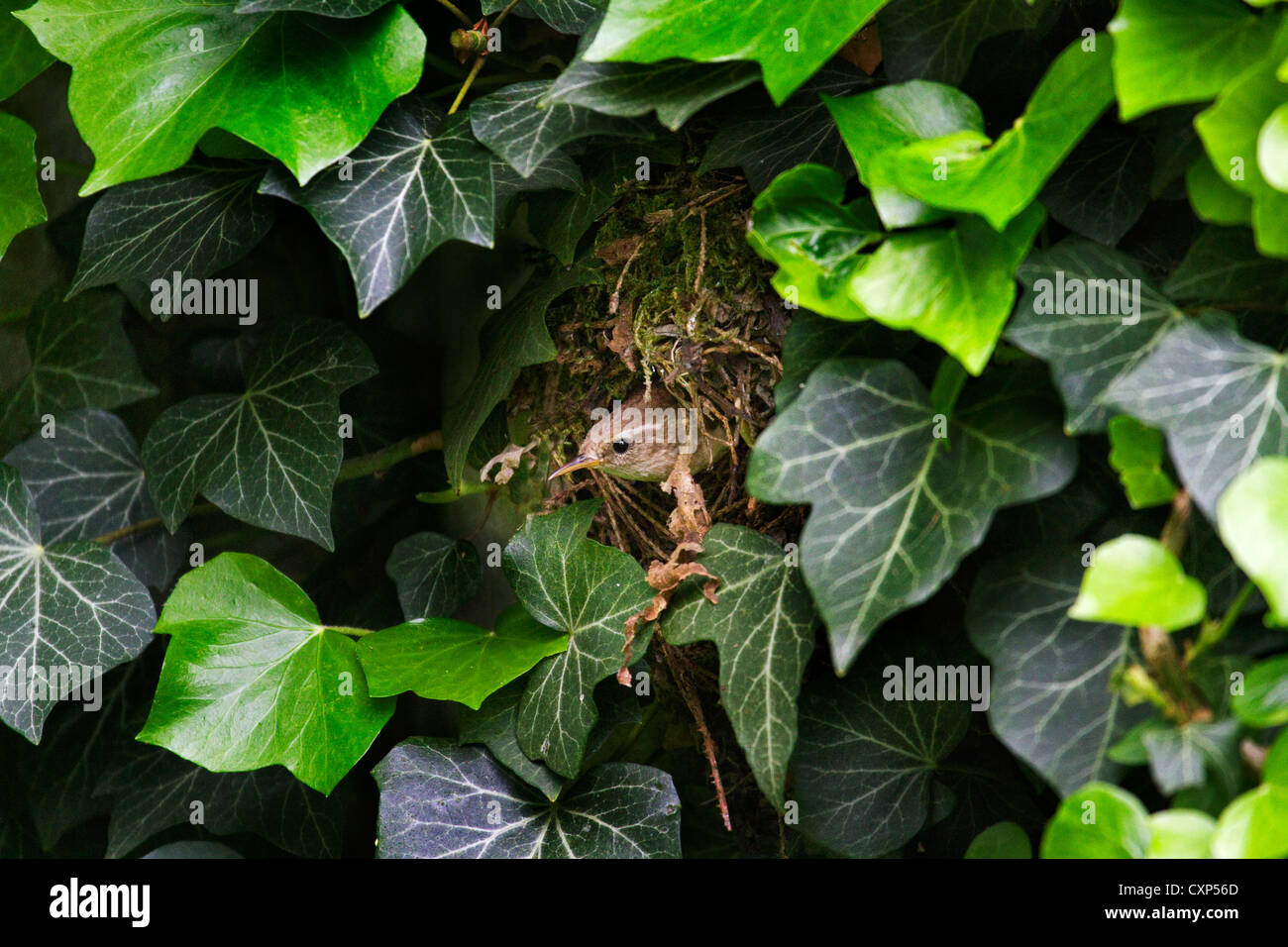 Eurasische Zaunkönig (Troglodytes Troglodytes) am Nest versteckt in Efeu, Belgien Stockfoto