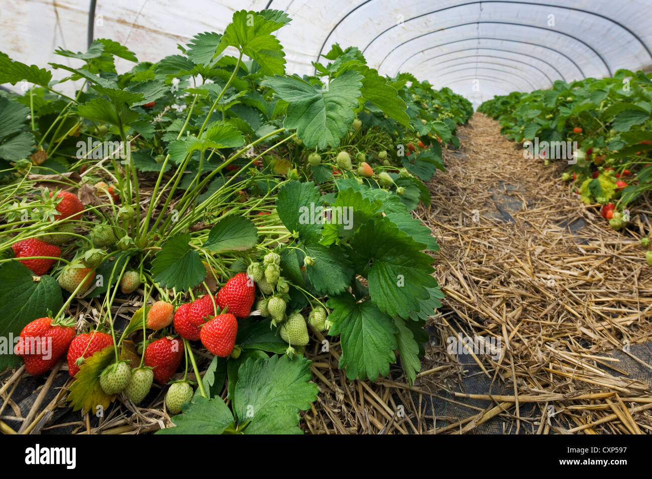 Anbau von Erdbeeren (Fragaria) in Kunststoff Gewächshäuser, Belgien Stockfoto