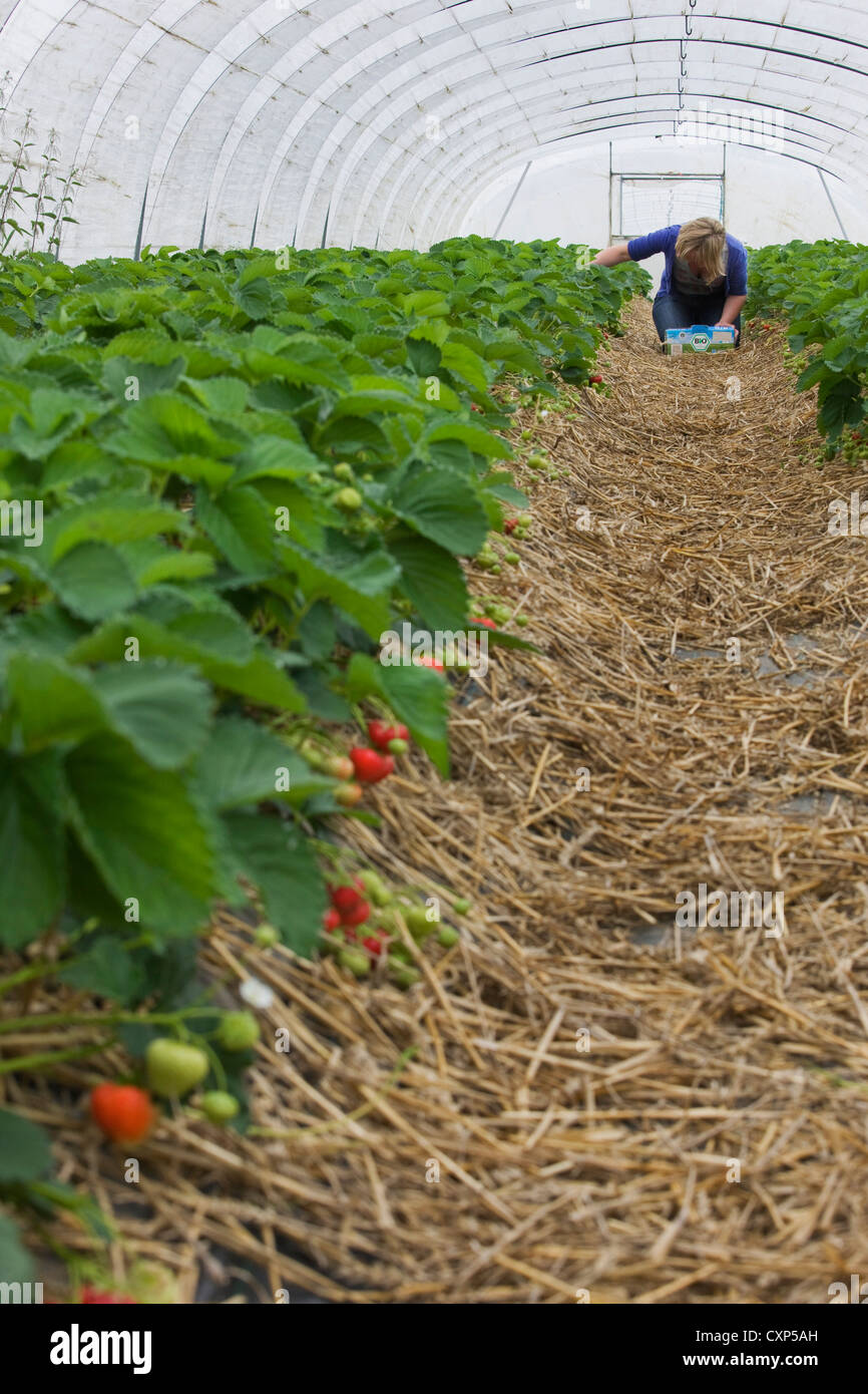 Gärtner ernten angebauten Erdbeeren (Fragaria) in plastischen Gewächshaus, Belgien Stockfoto