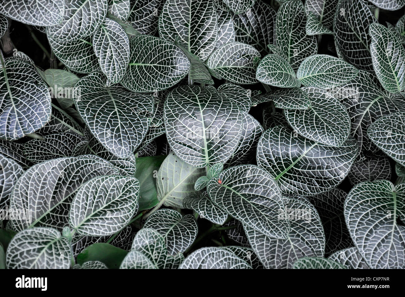 Fittonia Albivenis Frühjahr Closeup selektive Pflanze Porträts Nerv Pflanze Mosaik verlässt Laub gemustert Muster Venen Stockfoto