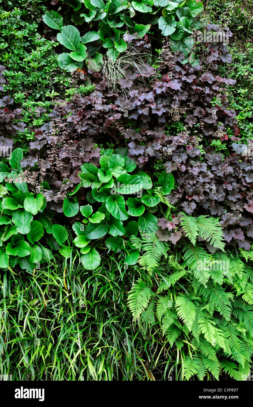 Brunnera Heuchera Dryopteris lebendige, grüne Wand vertikalen Garten Gartenarbeit Stadtraum Stockfoto