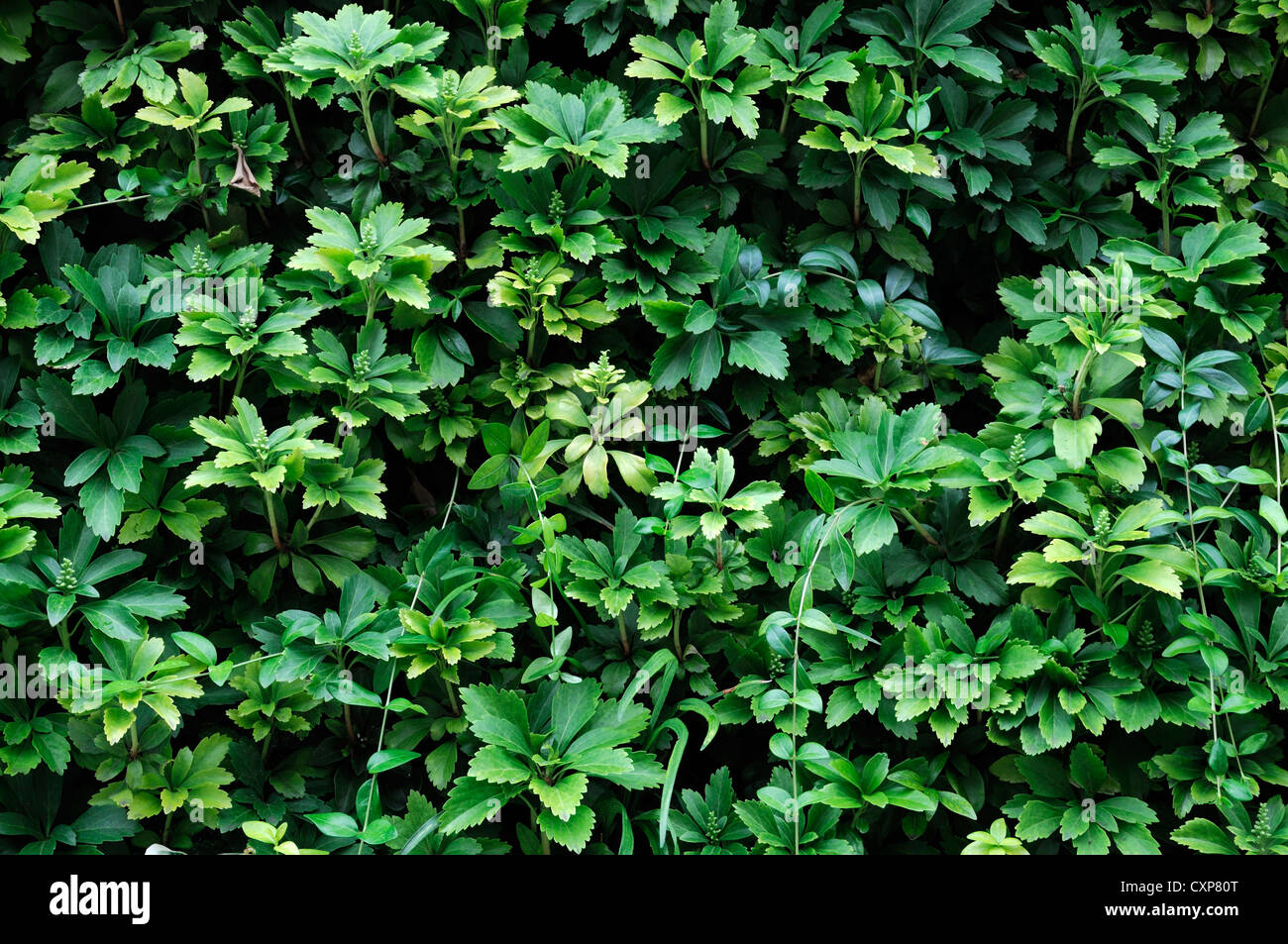 Pachysandra Terminalis lebendige, grüne Wand vertikalen Garten Gartenarbeit Stadtraum Stockfoto