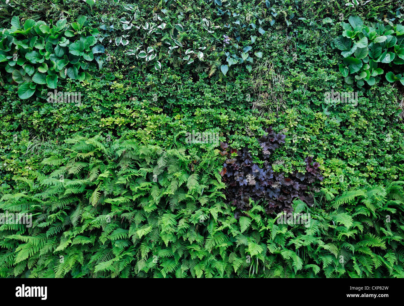 Grüne Wand vertikalen Garten Gartenarbeit kleine Stadtraum Pachysandra Terminalis Heuchera Hosta Bergenie Liriope lebende Stockfoto