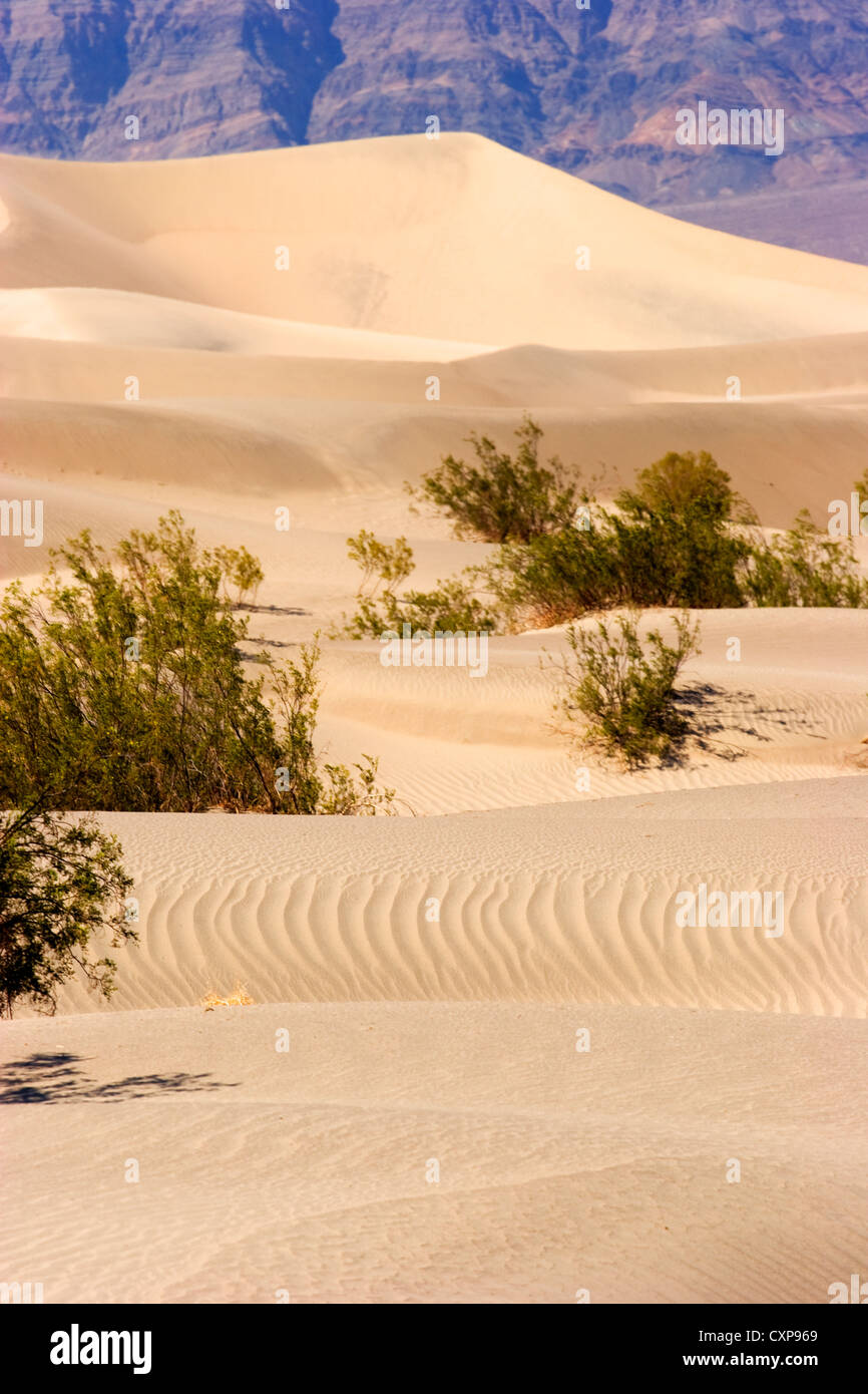 Sanddünen Death Valley Kalifornien USA Stockfoto