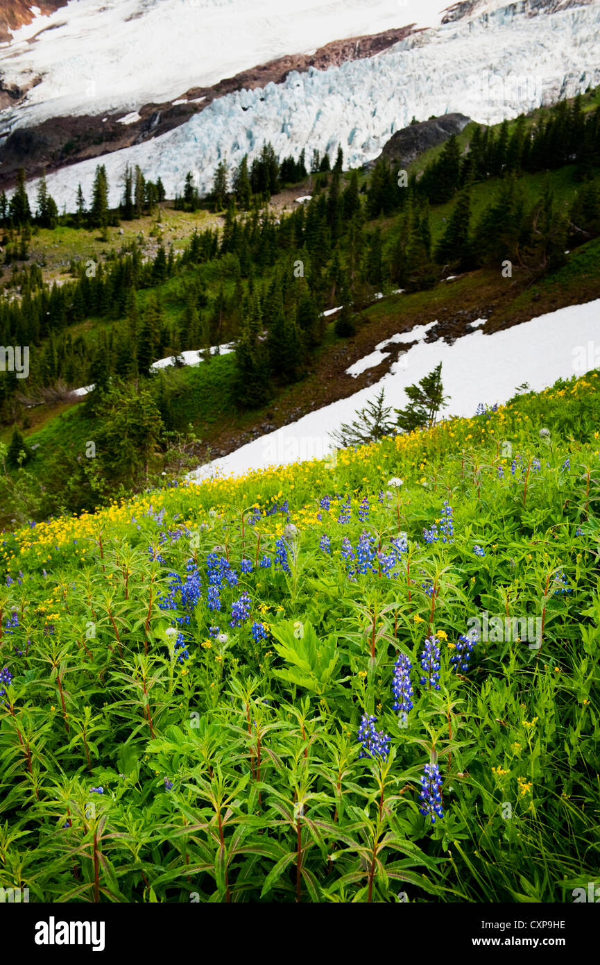 Mt. Baker Wildblumen. Bei 10.781 ft ist Baker der dritthöchste Berg im US-Bundesstaat Washington. Stockfoto