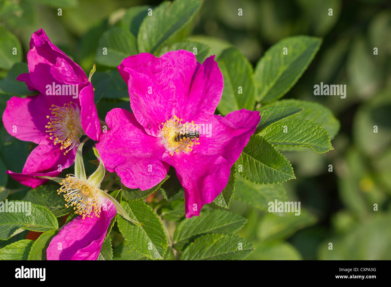 Dog Rose Blume und Wespe im freien Stockfoto