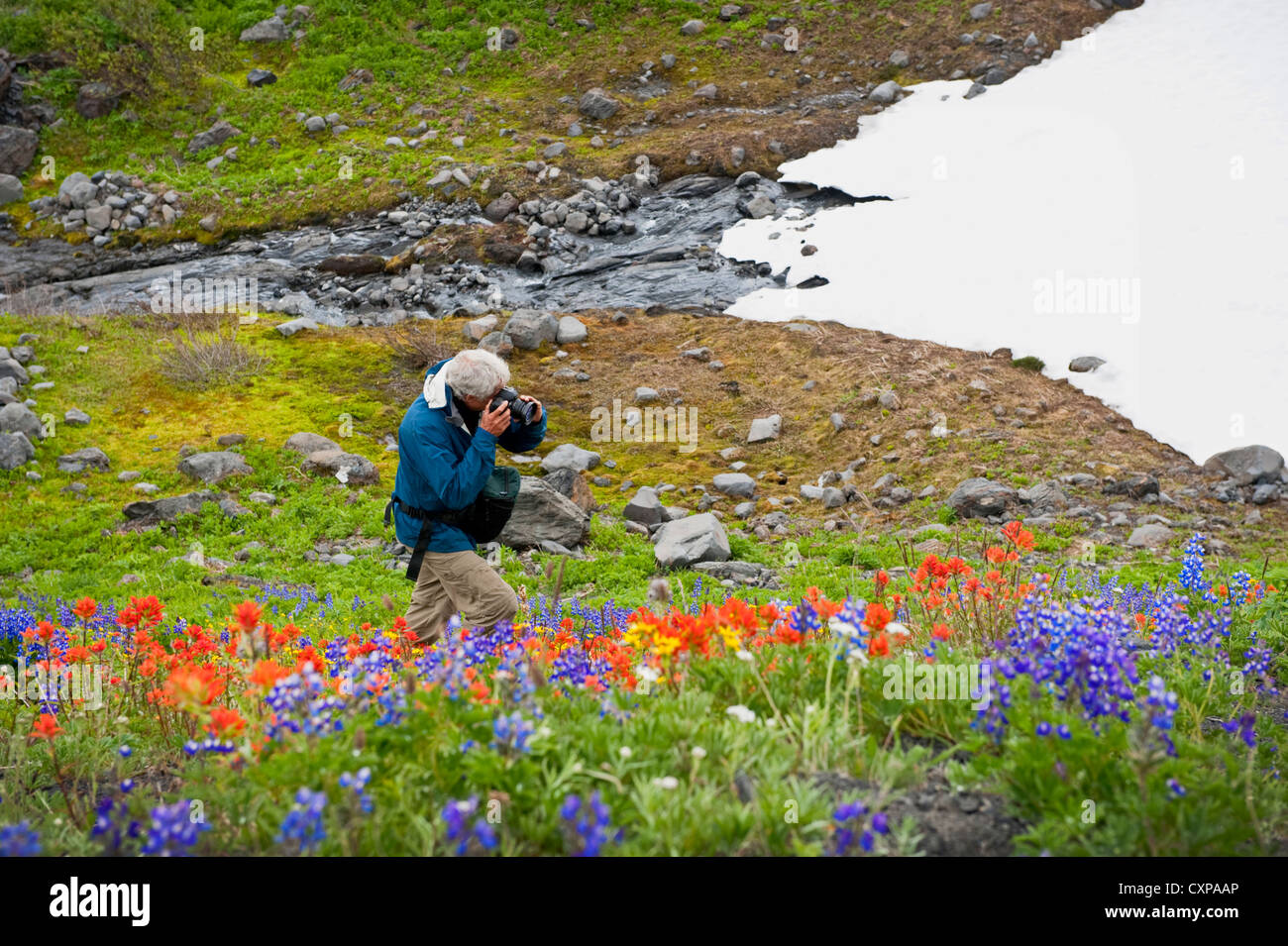 Ein Fotograf am Fuße des Mt. Baker, Washington, macht Fotos von die schönen und bunten Wildblumen. Stockfoto