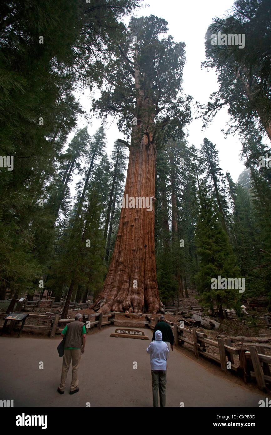 Touristen suchen General Sherman Giant Sequoia Baum (Sequoiadendron Giganteum) Sequoia Nationalpark Kalifornien Vereinigte Staaten Stockfoto