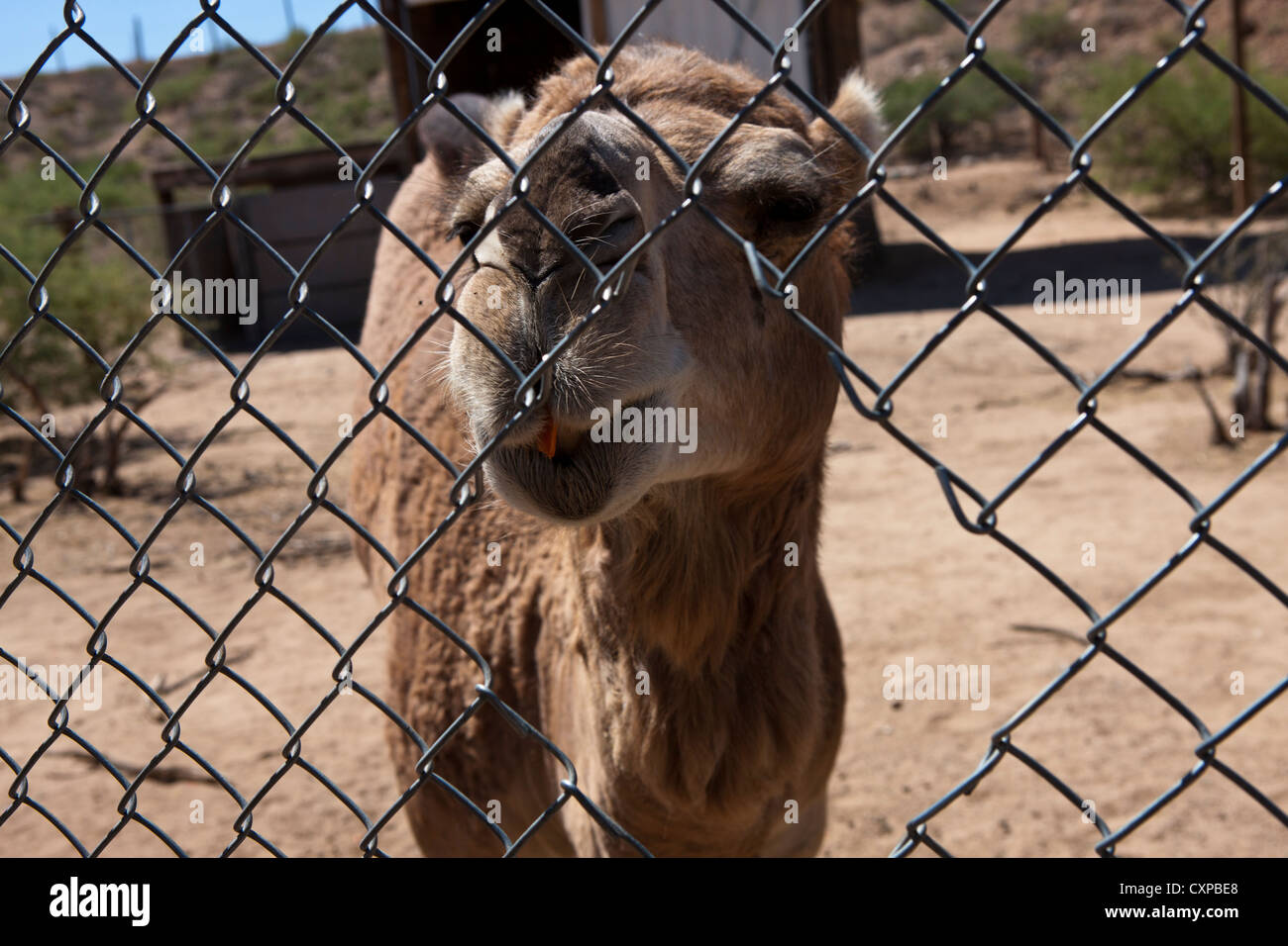 Arabischen Kamel (Camelus Dromedarius) hinter Kette verknüpften Zaun aus Afrika Wildlife Park Camp Verde Arizona USA Amerika Stockfoto