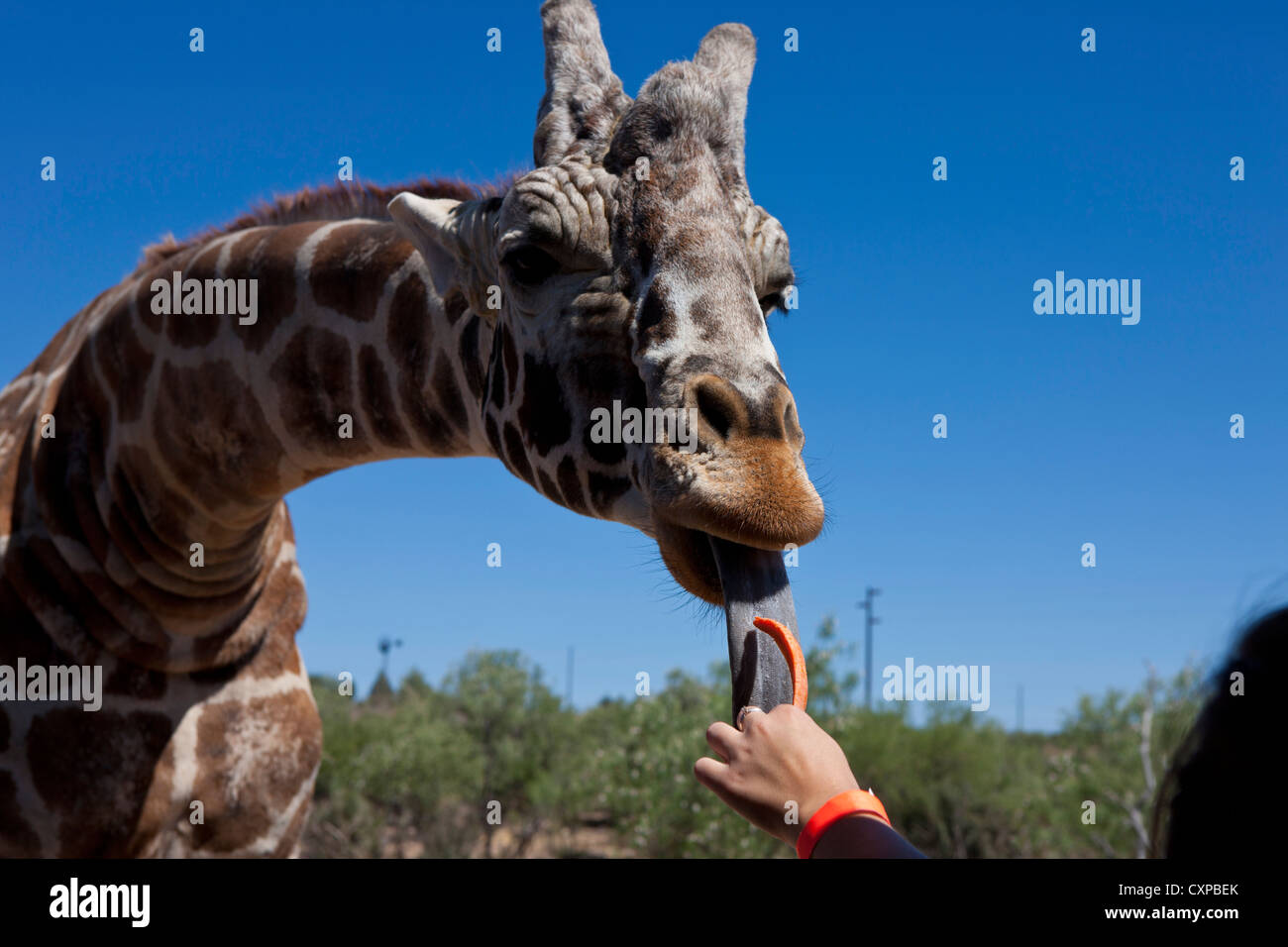 Detailansicht, männlichen Giraffe (Giraffa Plancius) essen Karotten, jemandes hand aus Afrika Wildlife Park Camp Verde, Arizona Stockfoto