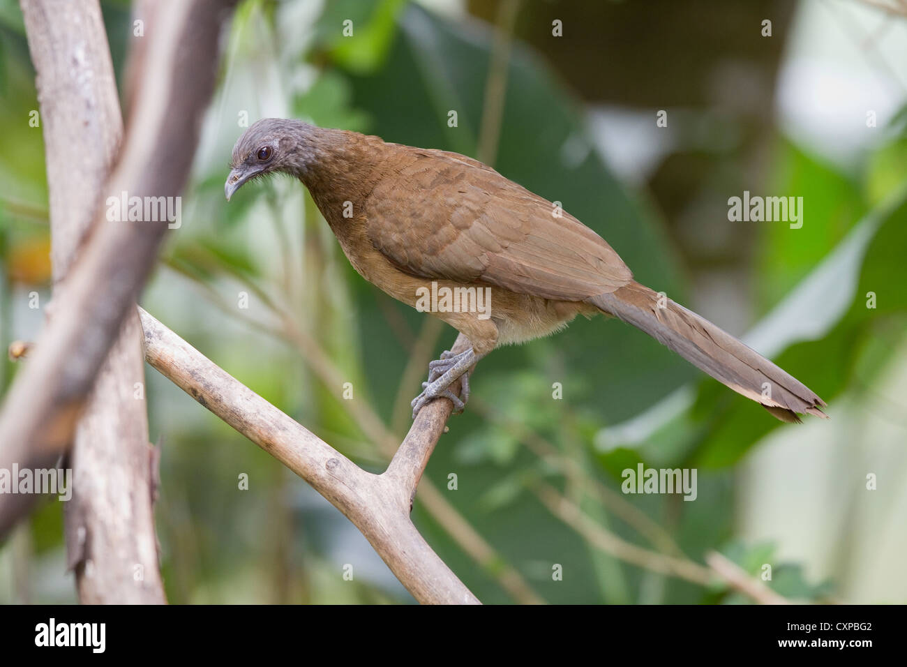 Unter der Leitung von Gray Chachalaca (Ortalis Cinereiceps) im Baum auf Rancho Naturalista in der Nähe von Turrialba, Costa Rica, Zentralamerika. Stockfoto