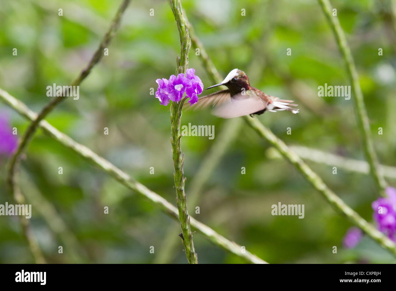 Snowcap (Microchera Albocoronata) Kolibri Fütterung auf lila Blume aus Gründen der Rancho Naturalista, Costa Rica. Stockfoto