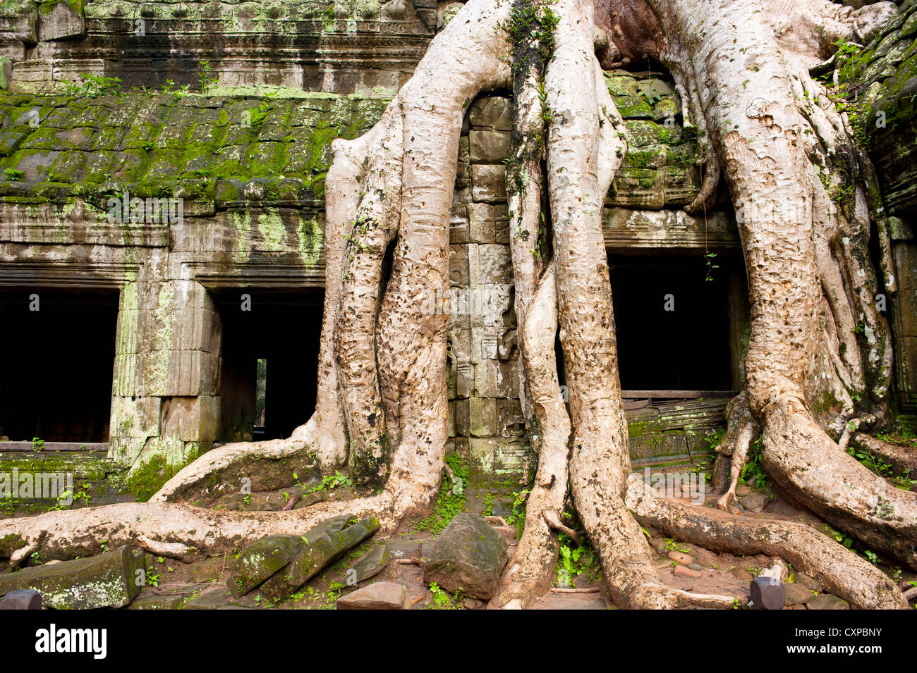 TA Promh Khmer-Tempel, Angkor Thom, Kambodscha. Stockfoto