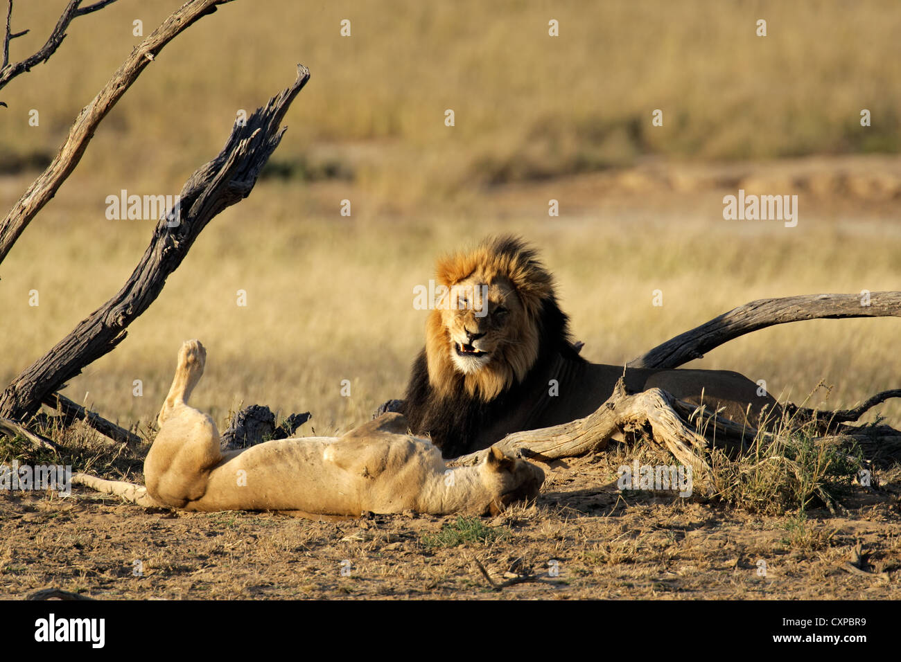 Eine männliche und weibliche afrikanische Löwe (Panthera Leo), Kalahari-Wüste, Südafrika Stockfoto