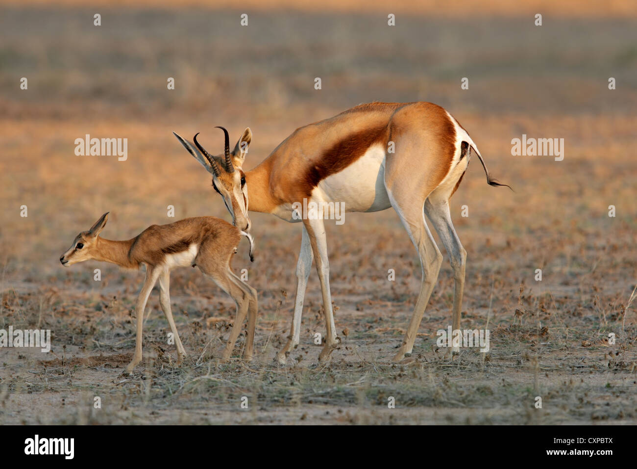 Eine Springbock-Antilope (Antidorcas Marsupialis) mit Lamm, Kalahari-Wüste, Südafrika Stockfoto