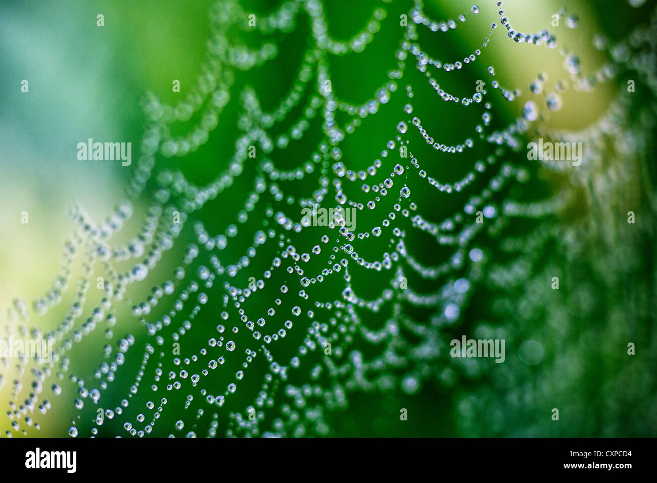 Nahaufnahme von einem Spinnennetz bedeckt in Regentropfen in Worcestershire, UK Stockfoto