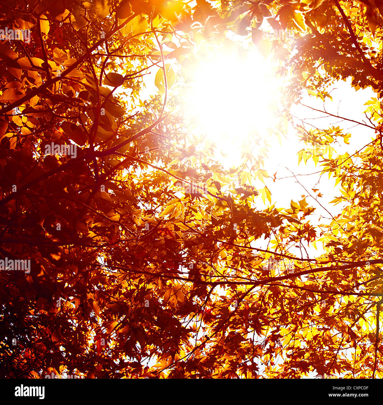 Bild von abstrakten herbstlichen Hintergrund, Natur, schöne goldene Blätter Hintergrund, glänzende Sonnenlicht Stockfoto