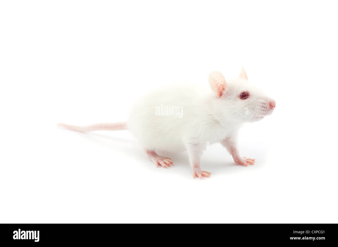 Weiße Ratte isoliert auf weißem Hintergrund Stockfoto