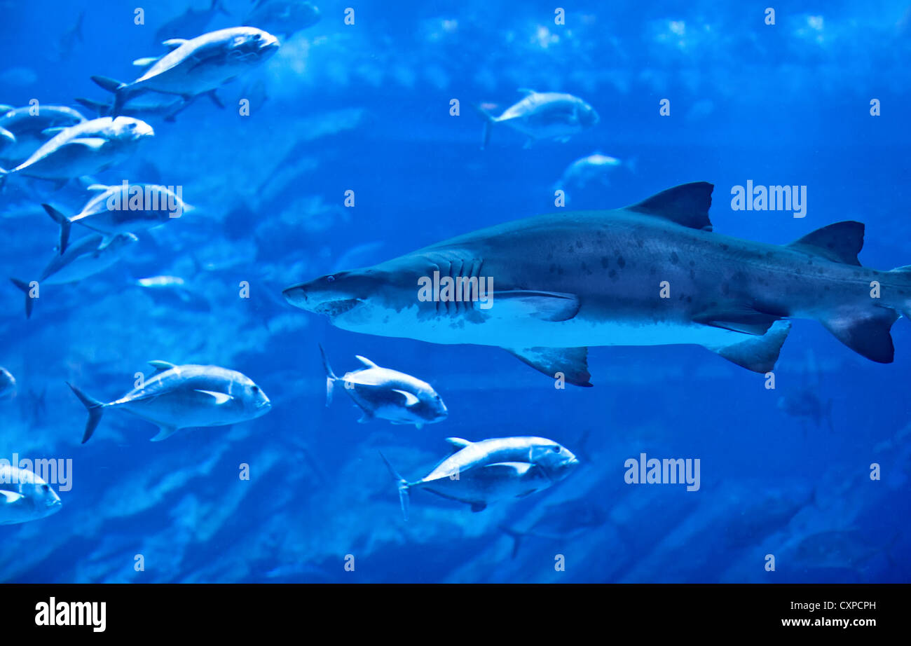 Bild der großen natürlichen Aquarium, aggressiven Hai, große Gruppe von exotischen Fischen, majestätischen Unterwasserwelt, ozeanische Leben Stockfoto