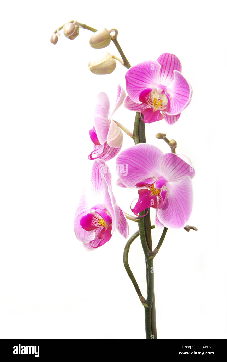 Rosa Orchidee isoliert auf weißem Hintergrund Stockfoto