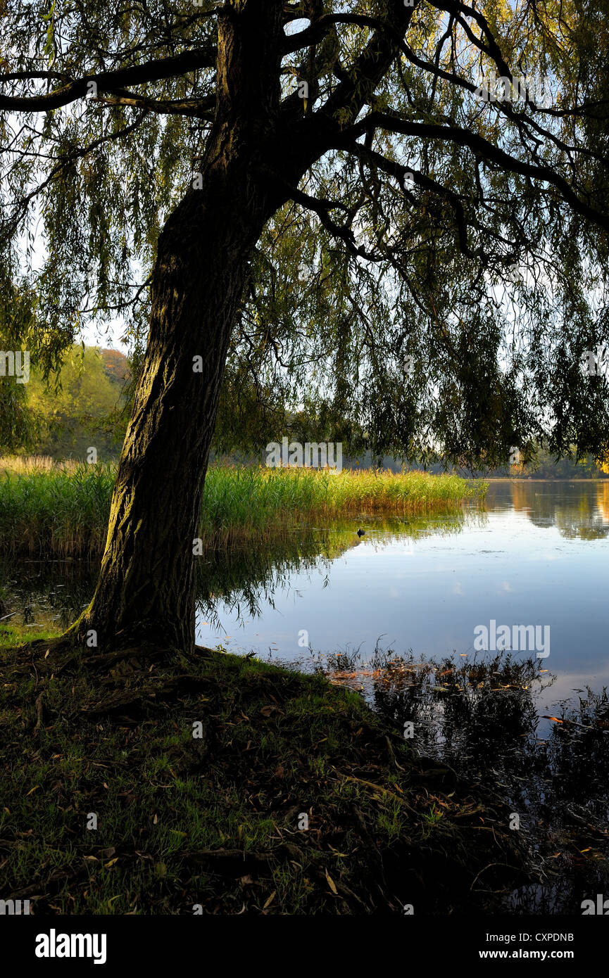 Anfang Herbst See Szene Wollaton park Nottingham England uk Stockfoto