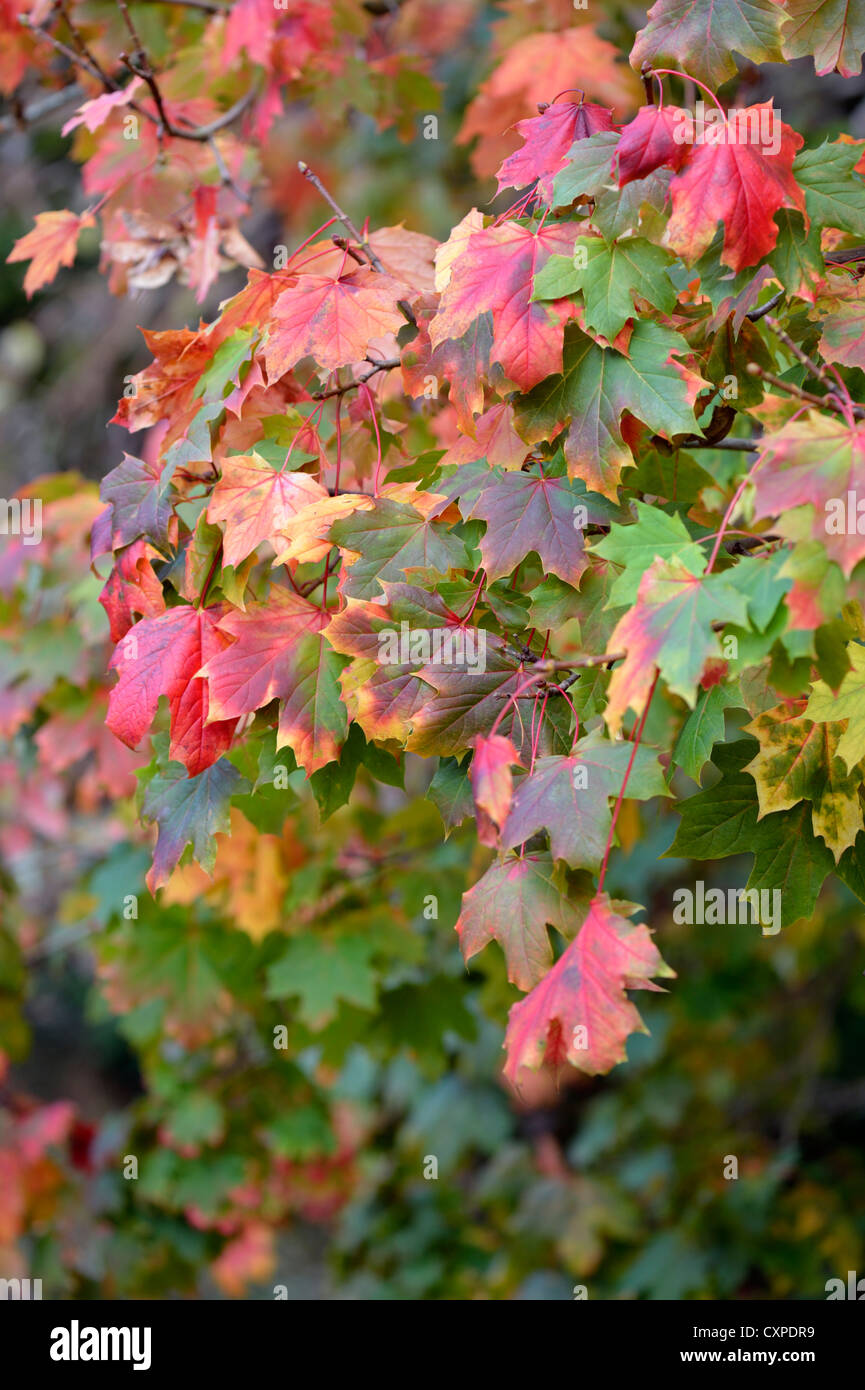 Spitz-Ahorn (Acer Platanoides) Stockfoto